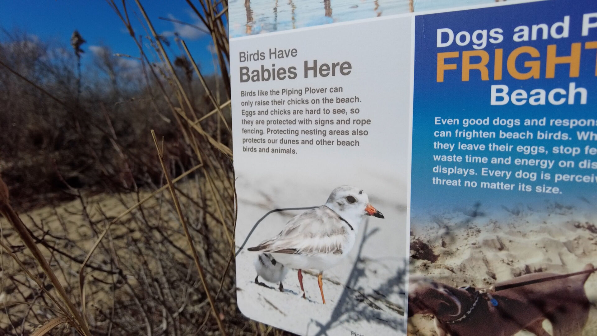 Piping Plovers Numbers Make Some Progress